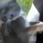 Полиция начала проверку «помоечного» видео со взрывом кота петардой